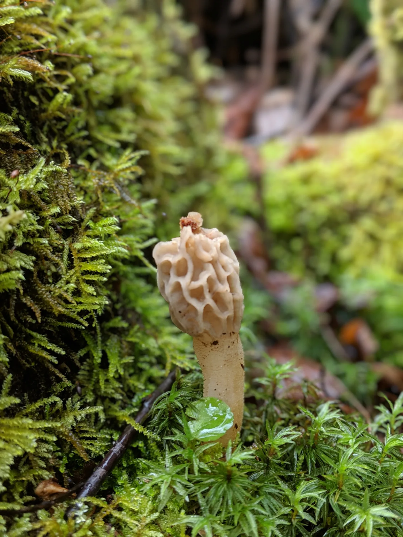 Macro texture of morel mushroom honeycomb structure